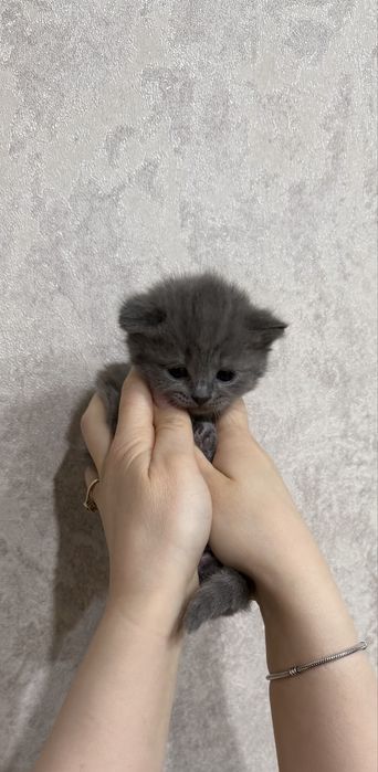 Продам очаровательных милых котят