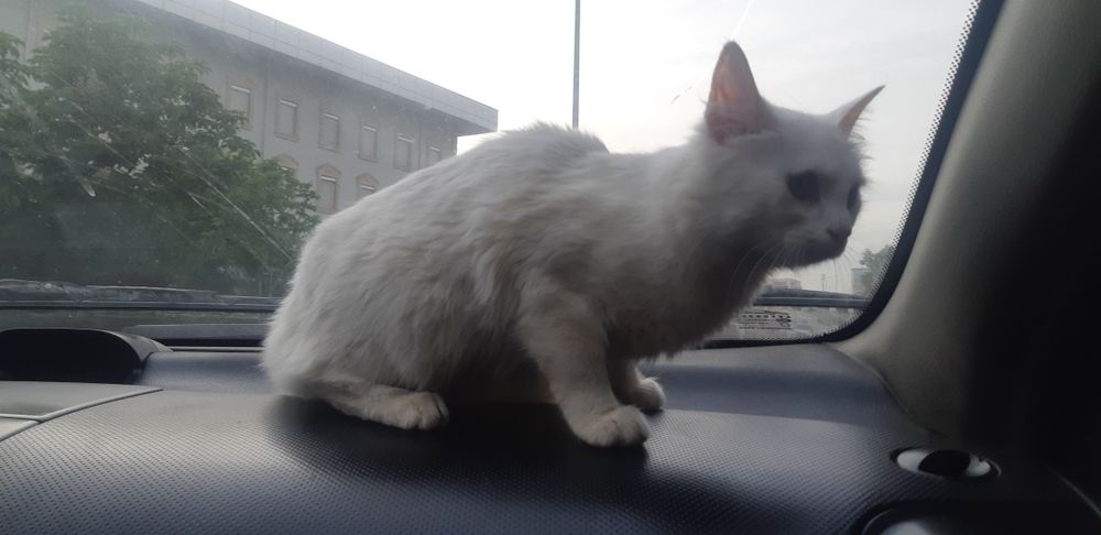 потерялся кошка в округе красногорского