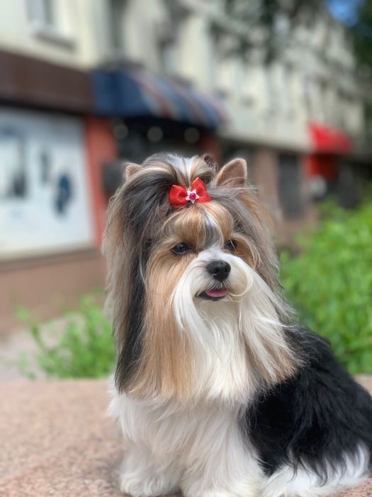 Бивер ищет подругу