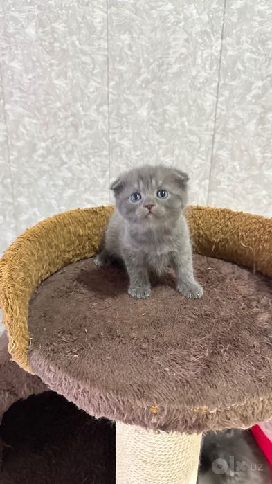 Продаётся котёнок