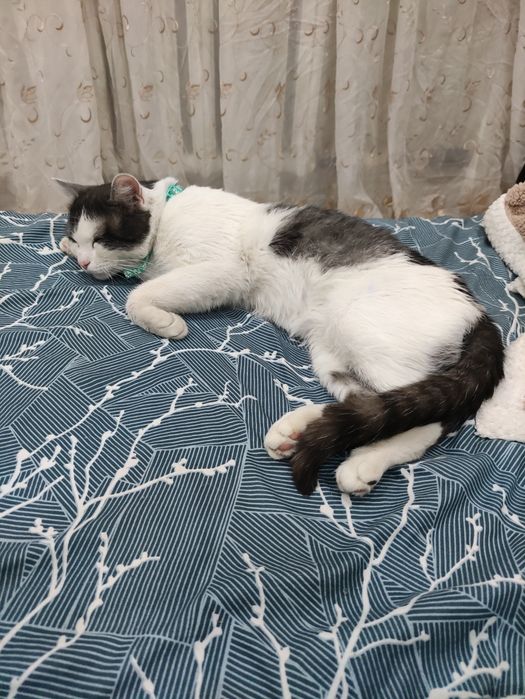 Миша (кастрированный) ищет дом