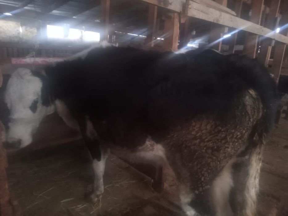 Сиырлар сатылады