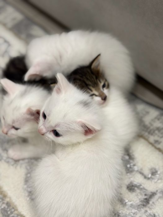 Котята смешанные