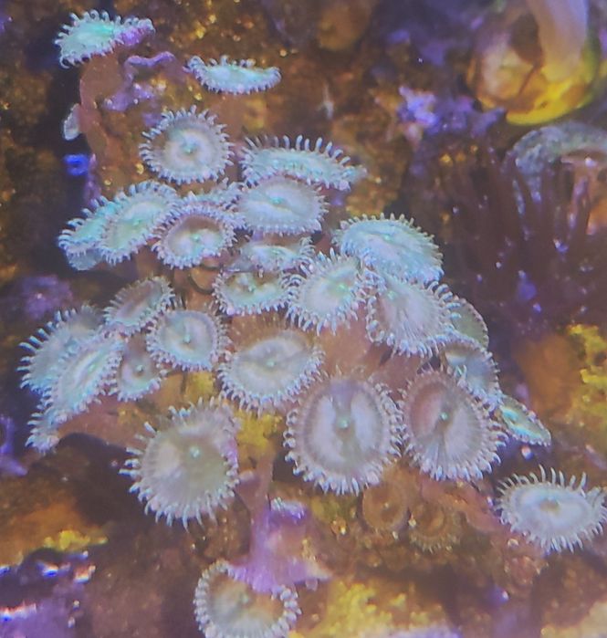 Морские кораллы и хетаморфа.