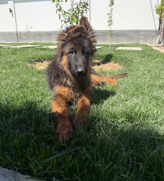 Продаются щенки длинношерстной немецкой овчарки.