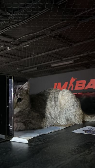 Милый котик ищет своего хозяина