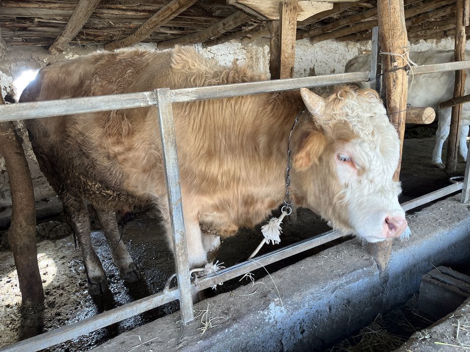 Simental / simmental/ симментал