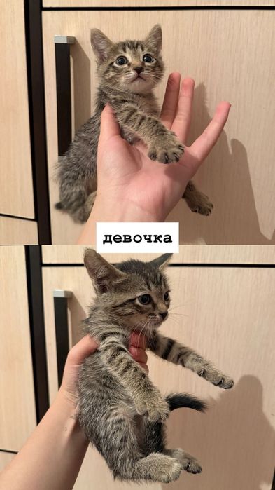 отдам котят в хорошие руки