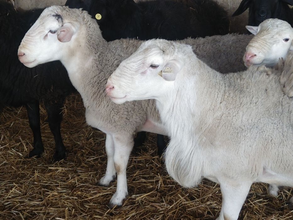 Продаётся парода Дорпер бараны