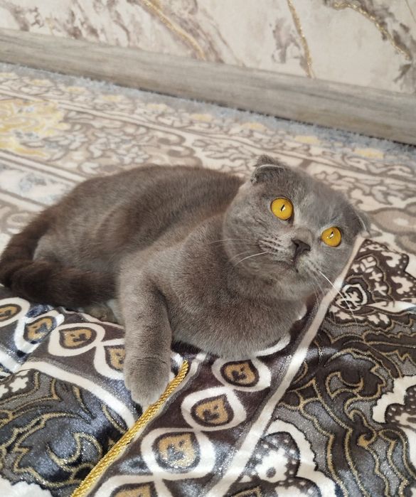 Скоттиш фолд киз бола мушук сотилади