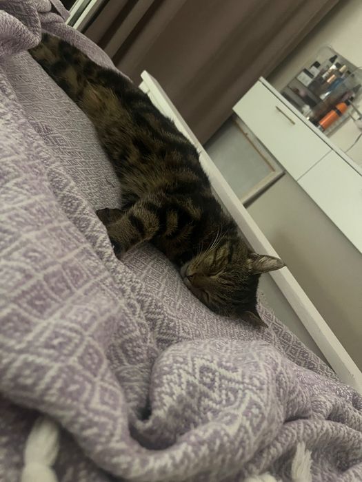 Пропал любимый кот