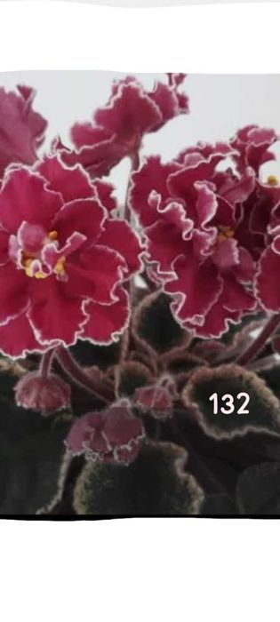 Продам фиалку...