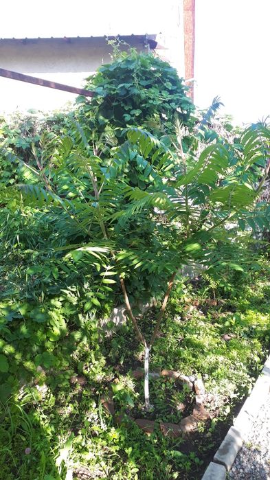 Сумах оленерогий