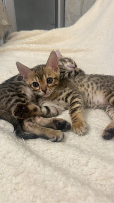 Продаются бенгальские котята