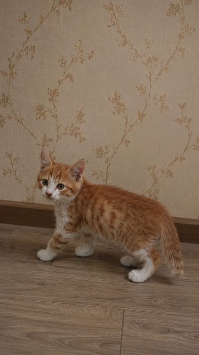 Пристраивается котенок-мальчик