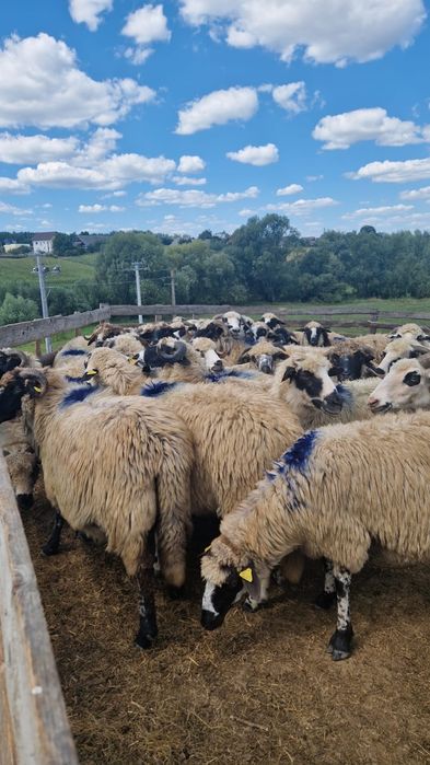 Vând 45 oi bune de ținut