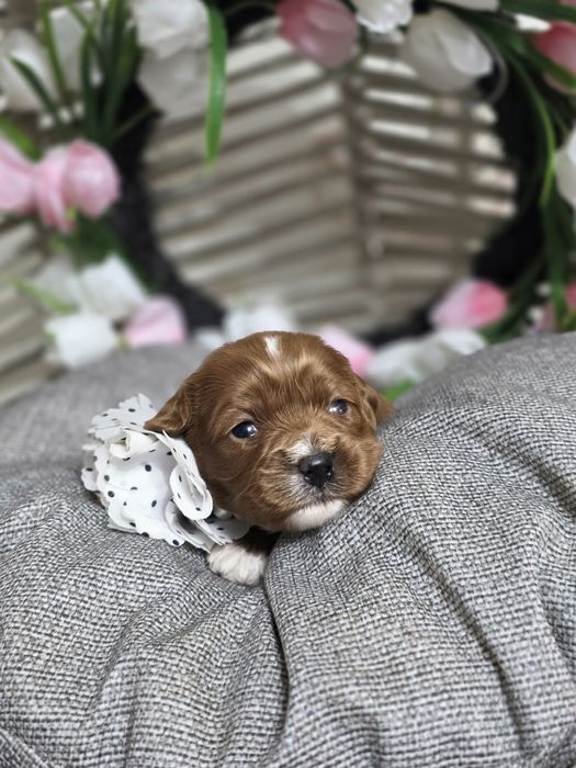 Кавапу F1/ Cavapoo F1 момичета, ветеринарен контрол и грижа от първия ден