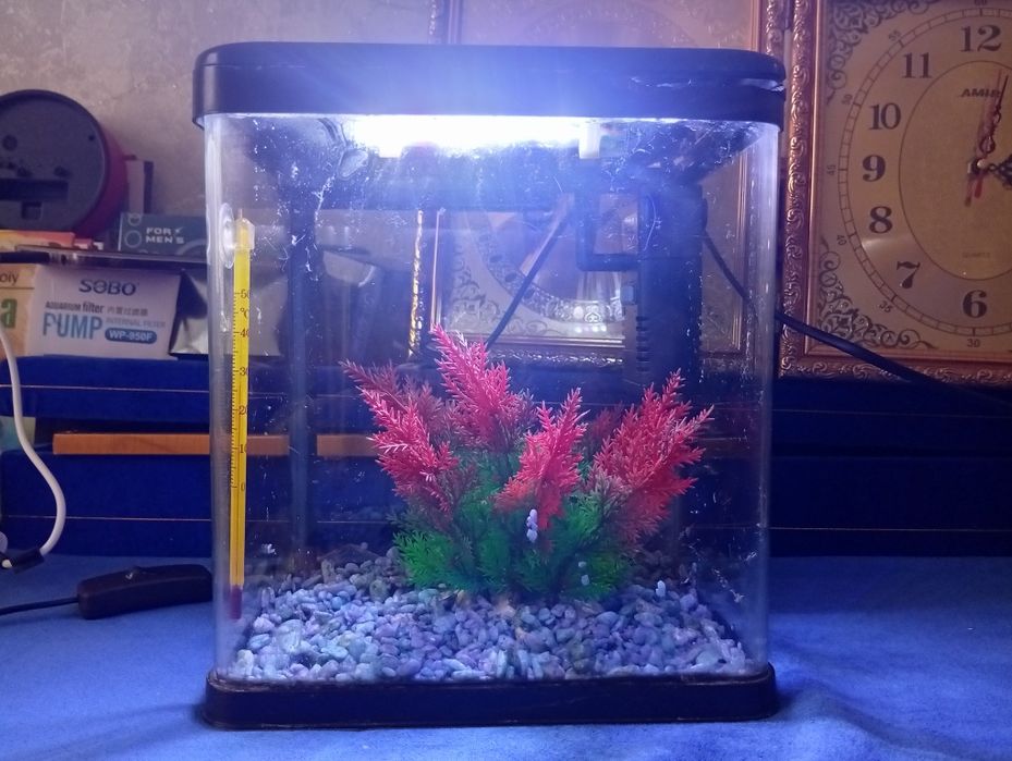 Akvarium sotiladi srochna