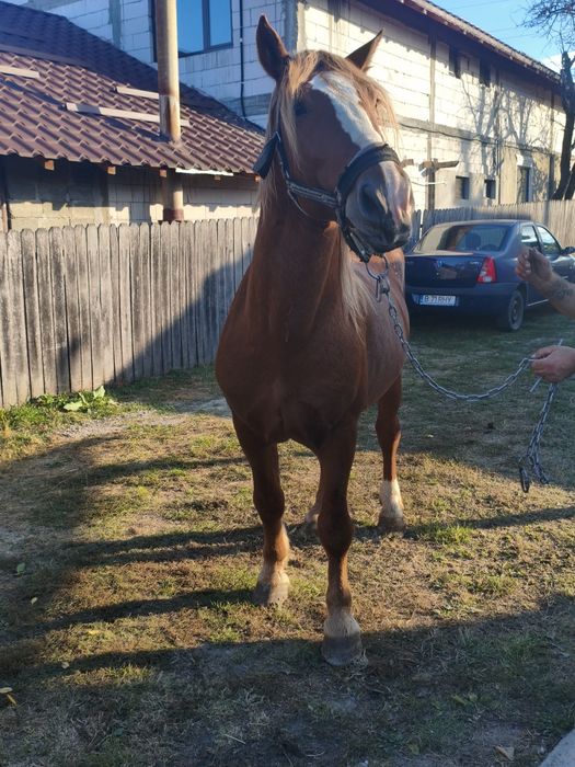 Cal de vânzare cu vârsta de 5 ani