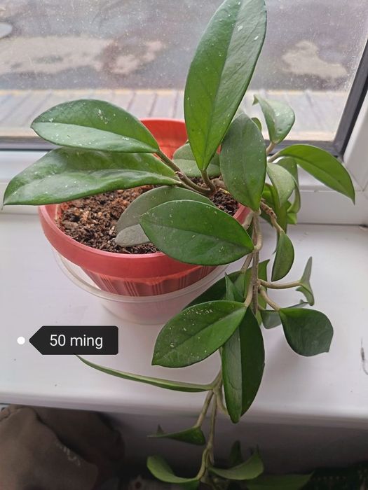 Hona gullari sotiladi