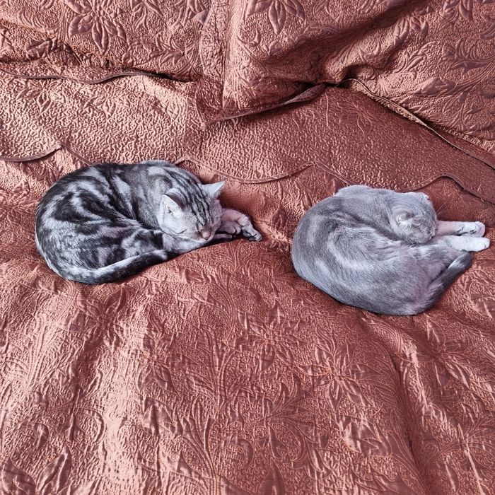 Котёнок шотландец Скотиш фолд