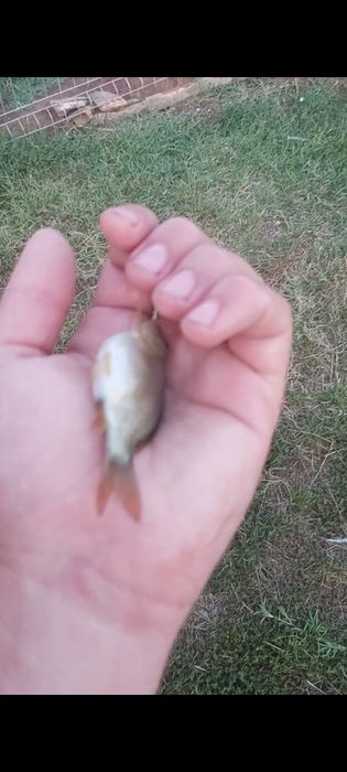 Puiet crap Salonta și crap romanesc. Scoatem și iarna puiet !!!