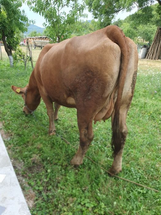 Vaca cu vitea de vanzare