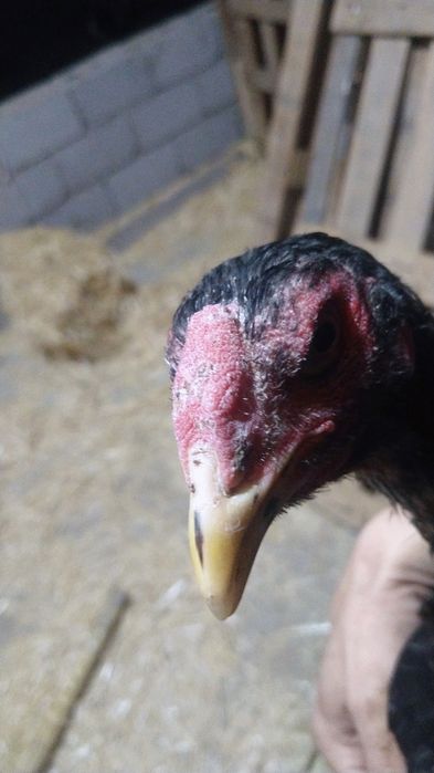 Жужа кораз сатылады