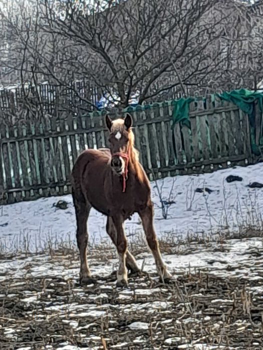 Vand mânză de 8 luni