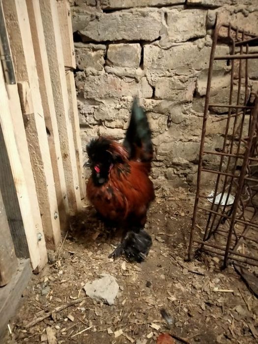 Продам карлик петушок