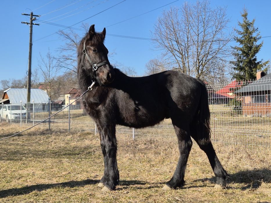 Vând/ schimb Mânz Frizian metis