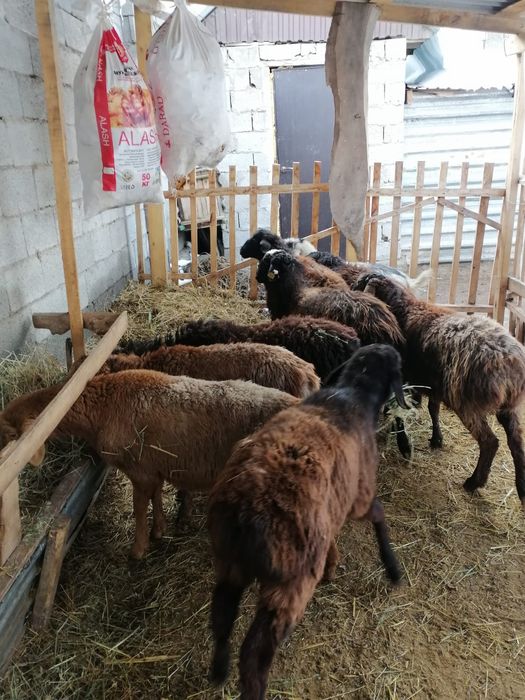 Токтылар сатылады