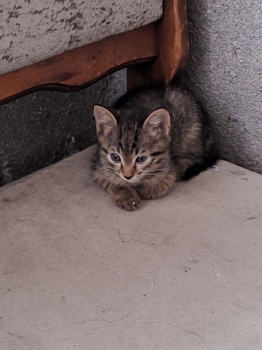 Котёнок девочка бесплатно