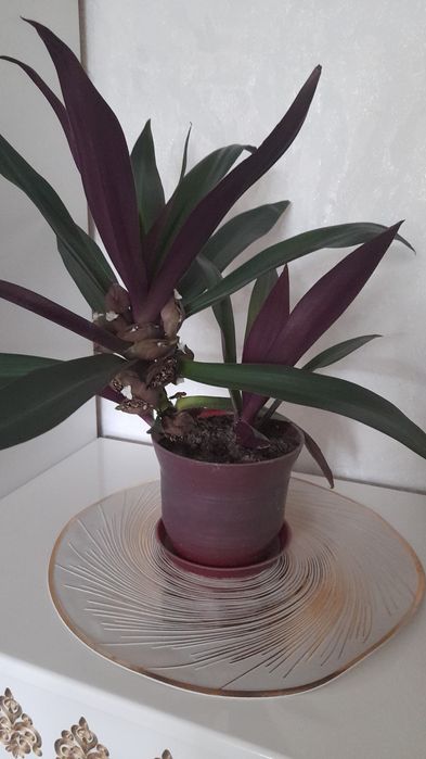 Продам комнатные цветы