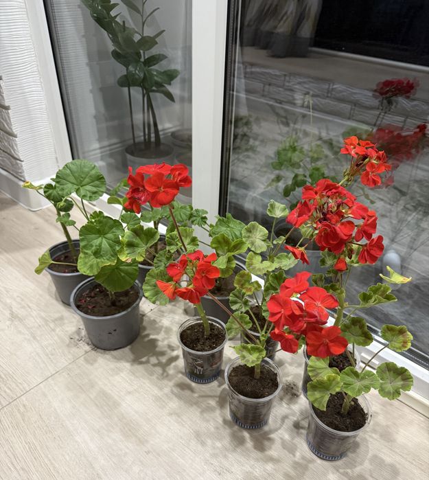 Герань   красная