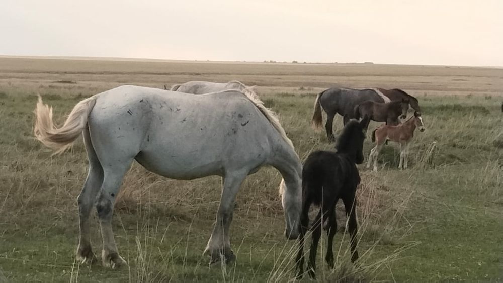 Продам кобылу с жеребенком