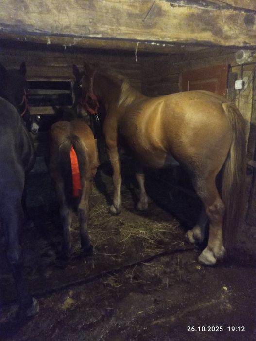 Vând mânz vârstă șase luni