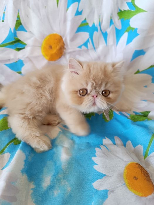 Котенок перс мальчик