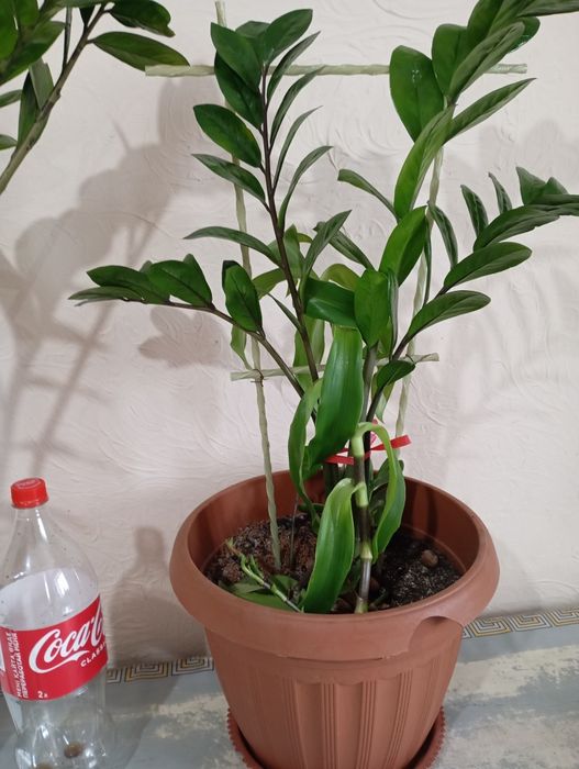 Продам Цветы домашние