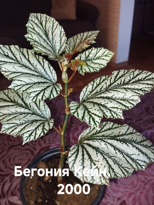 Продам комнатные растения Бегонии