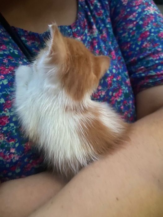 Отдам котёнка в добрые руки бесплатно