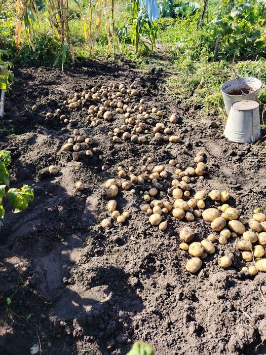 Продам дачу в 1 общ. 400000т. полив отличный