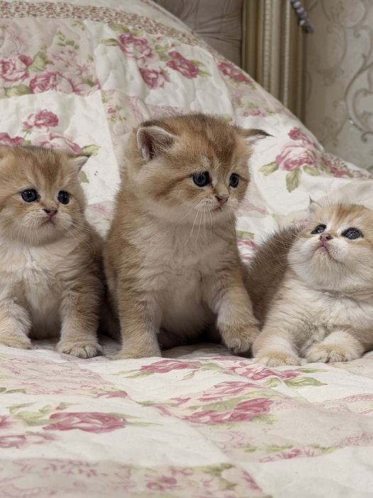 Britanski zolotisti shinshilla sotiladi bolalari