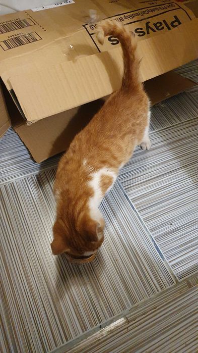 Намерено - Рижаво мъниче спешно търси дом