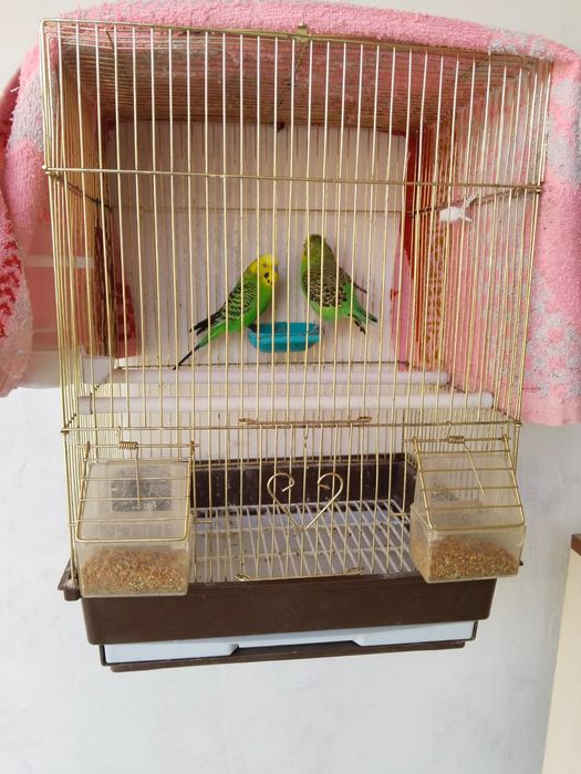 Папугай сатылады