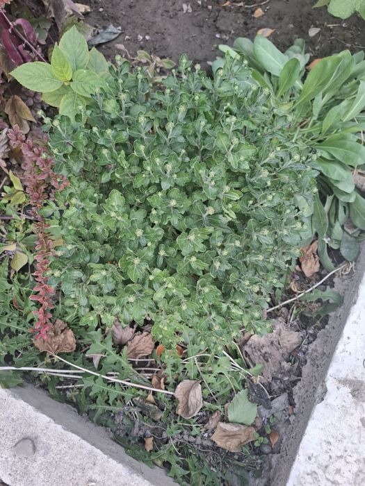 Продаю цветы домашние и садовые