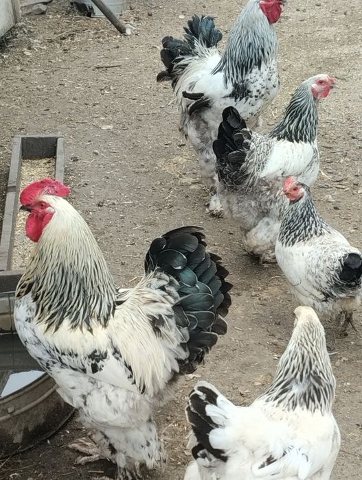 Продам петухов Брама