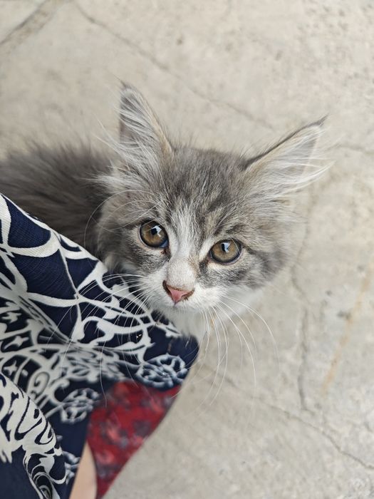 Бесплатно отдам в добрые руки котенка