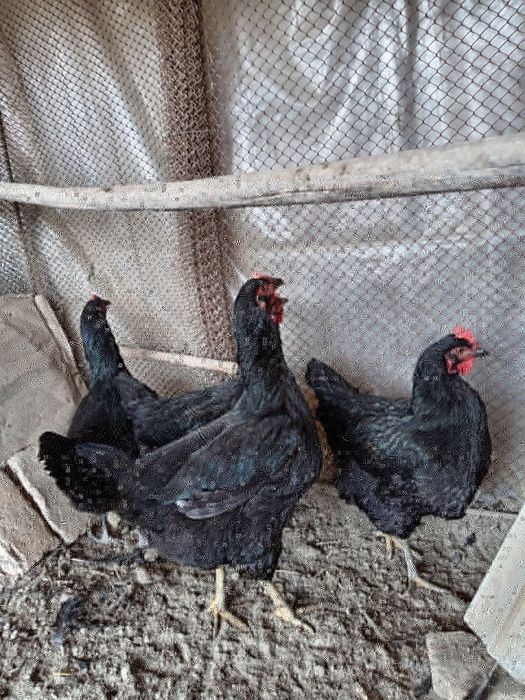 Кора шахзода тоза зотли товуклар тухумига заказ оламиз