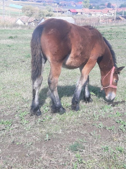 Vând mânji de cate 6luni